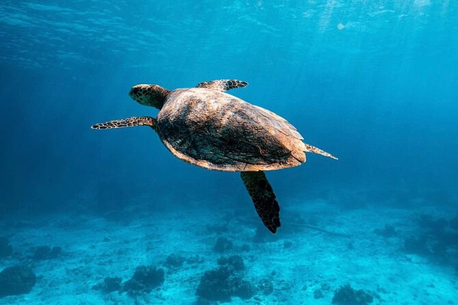 2x Snorkelling Phi Phi, Maiton, Maya Bay, khai islands tour - Key points before you go