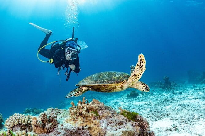 3 Fun Dives in Phi Phi islands for Certified Divers - Phi Phi Islands: Two Sessions at the Main Event
