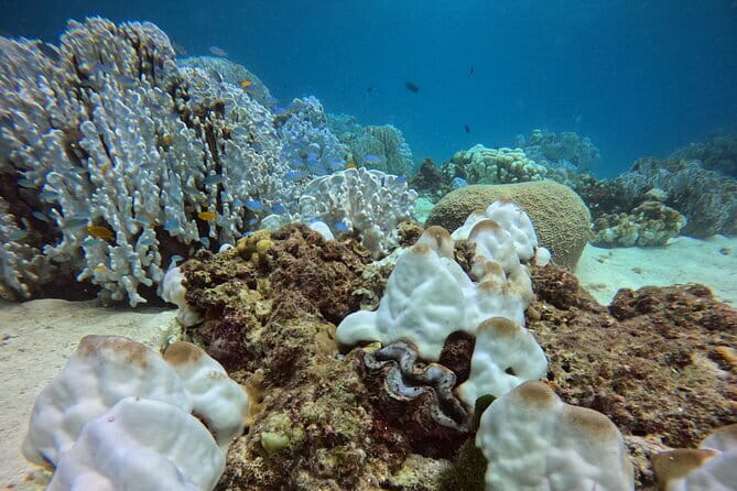 3 Fun Dives in Racha Yai and Racha Noi for Certified Divers - Three underwater sessions with a 50-minute cap and a 50-bar check