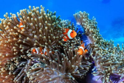 3 Fun Dives in Racha Yai and Racha Noi for Certified Divers - Chalong Pier morning: transfers, timing, and what the day feels like