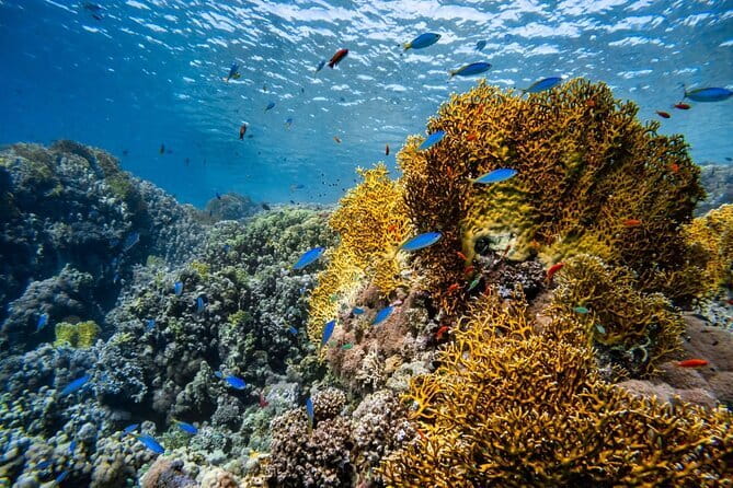 3 Fun Dives in Racha Yai and Racha Noi for Certified Divers - Price and value at $89.61: where this package wins
