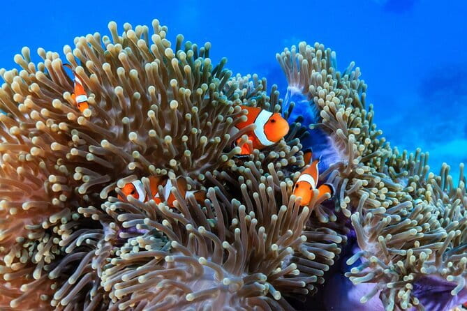3 Fun Dives in Racha Yai and Racha Noi for Certified Divers - Chalong Pier morning: transfers, timing, and what the day feels like