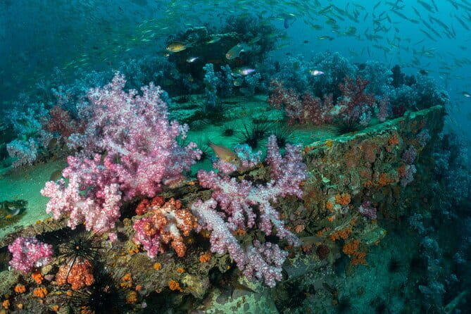 3 Fun Dives King Cruiser Wreck and Koh DokMai for Certified diver - King Cruiser Wreck at around 30 meters: the main attraction