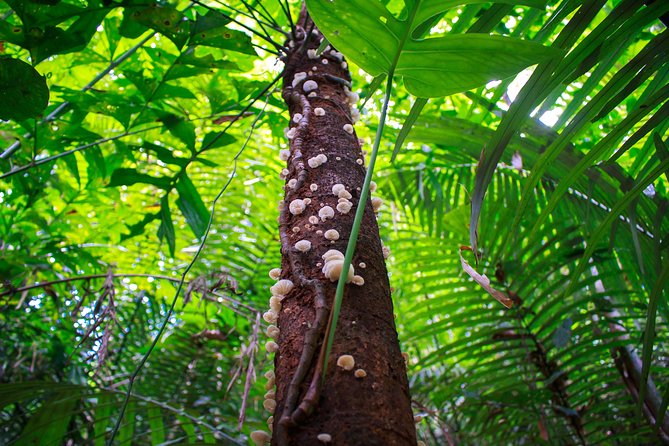 4-Waters Eco-Adventure Trip from Phuket Including Lunch - Khao Phra Thaeo National Park: forest trek to the waterfall area