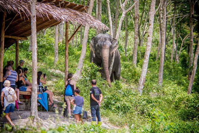 A Morning with the Elephants at Phuket Elephant Sanctuary - The guided jungle walk: observation salas and real elephant behavior