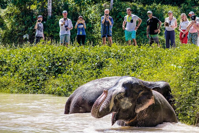A Morning with the Elephants at Phuket Elephant Sanctuary - Price and value: is $97.83 a fair deal?