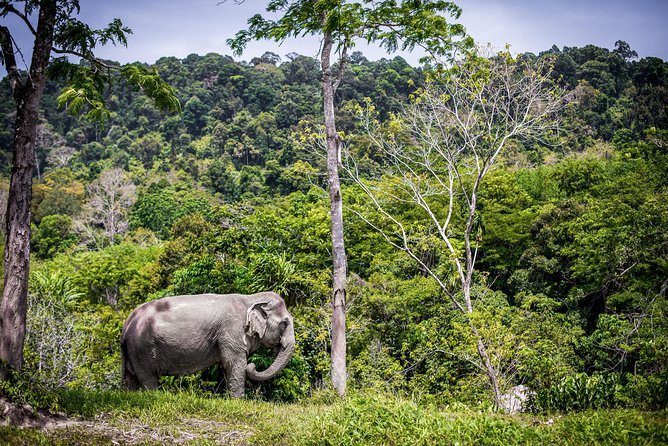 A Morning with the Elephants at Phuket Elephant Sanctuary - Should you book A Morning with the Elephants at Phuket Elephant Sanctuary?