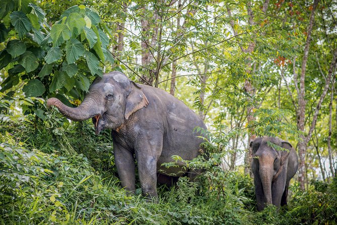 A Morning with the Elephants at Phuket Elephant Sanctuary - Ethical elephant care: rescue, rehab, and the meaning of “free roam”