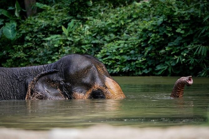An Afternoon with the Elephants at Phuket Elephant Sanctuary - Key Things to Know Before You Go