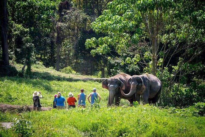 An Afternoon with the Elephants at Phuket Elephant Sanctuary - Why This Phuket Elephant Sanctuary Afternoon Feels Different