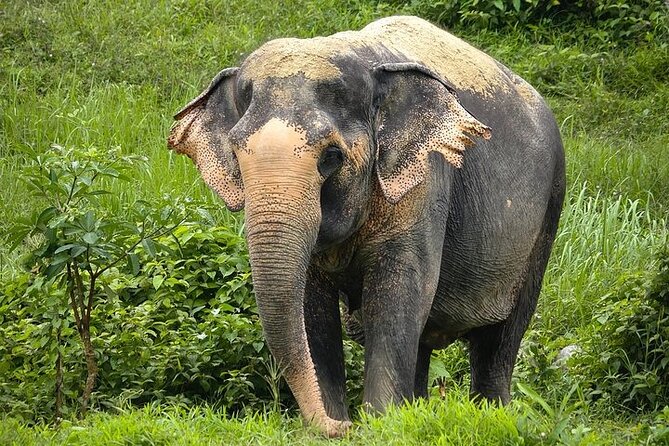 An Afternoon with the Elephants at Phuket Elephant Sanctuary - Walking the Grounds: Video, Canopy Walkway, and Elephant Viewing Distance