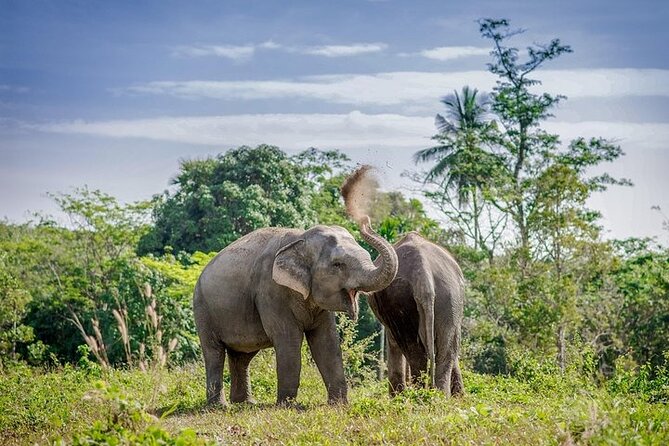 An Afternoon with the Elephants at Phuket Elephant Sanctuary - The 1:30 PM Plan: Pickup Options and Where You’ll Start