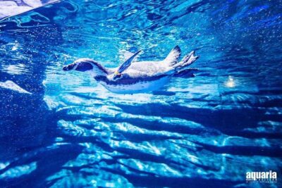 Aquarium Phuket and AR Trick Eye Museum Combo Tickets - Daily Feeding at Aquaria: The Timing Trick That Makes the Difference
