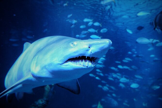 Aquarium Phuket and AR Trick Eye Museum Combo Tickets - Best Time to Go: Avoiding the Rush and Catching Feeding