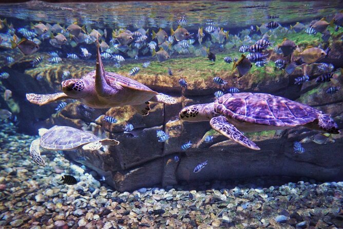 Aquarium Phuket and AR Trick Eye Museum Combo Tickets - Practical Tips for a Smoother Visit