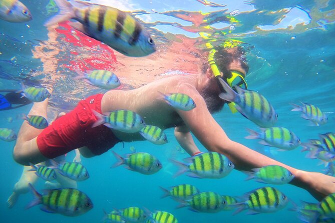 Best of Phi Phi Islands Snorkeling Tour from Phuket - Ko Phi Phi Le Snorkeling: When the Reef Is Great (and When It Isn’t)
