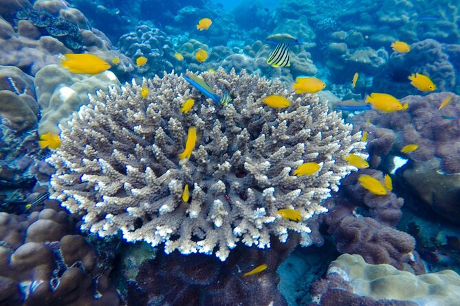 Best of Phi Phi Islands Snorkeling Tour from Phuket - Phi Phi Don Lunch Buffet: More Than Just Fuel