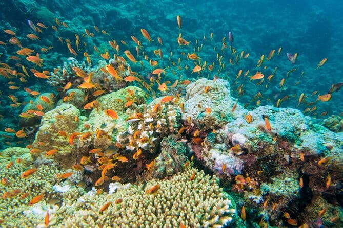 Coral Island Banana Beach Snorkeling and Clear Kayak Tour - Should you book Coral Island Banana Beach Snorkeling and Clear Kayak?