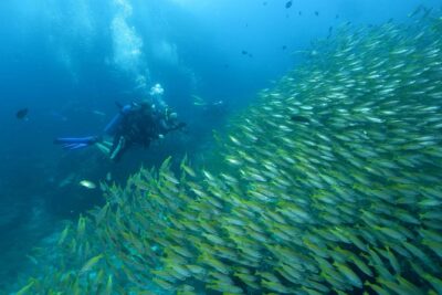 Dive Trip to Phi Phi from Phuket for certified divers - Morning logistics: pick-ups, the 8:00 am start, and the Chalong pier