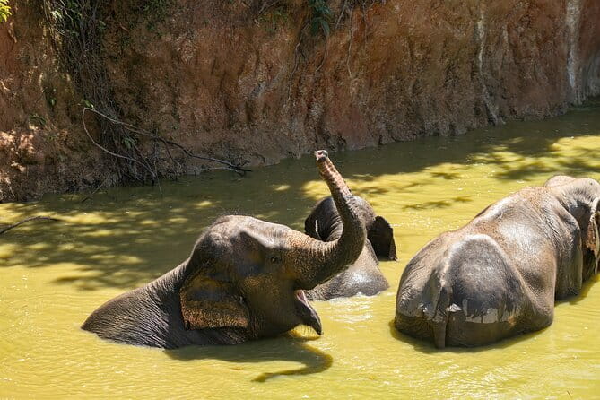 Elephant Nature Experience with Lunch at Bukit Elephant Park - Entering The Sanctuary Mode: What This Phuket Tour Really Delivers