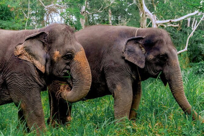Elephant Nature Experience with Lunch at Bukit Elephant Park - Lunch Buffet After Elephant Time: What You’ll Actually Eat
