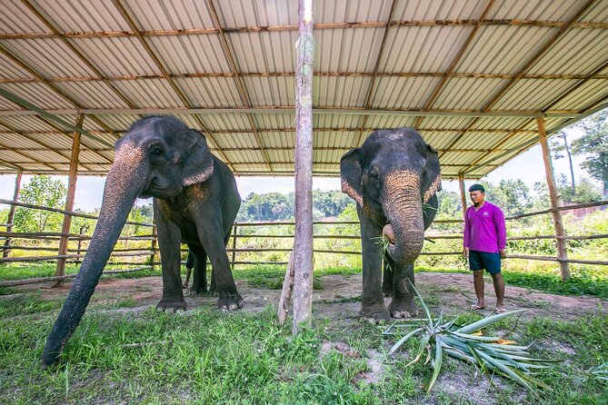 Elephant Sanctuary Small Group Tour in Phuket - Thai Cooking Class and Lunch: A Skill You Can Actually Use