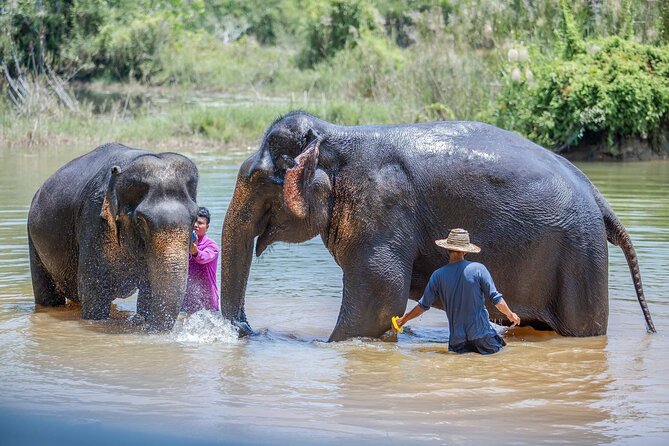 Elephant Sanctuary Small Group Tour in Phuket - What to Expect Day-of (and How to Get More From It)