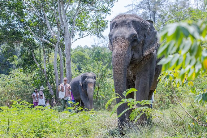 Elephant Sanctuary Small Group Tour in Phuket - Price and value in plain numbers