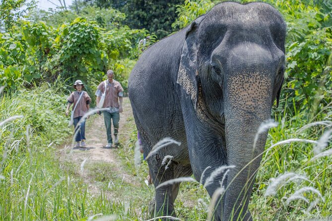 Elephant Sanctuary Small Group Tour in Phuket - Elephant Care Class and Forest Walk: Hands-On Learning (Without the Chaos)