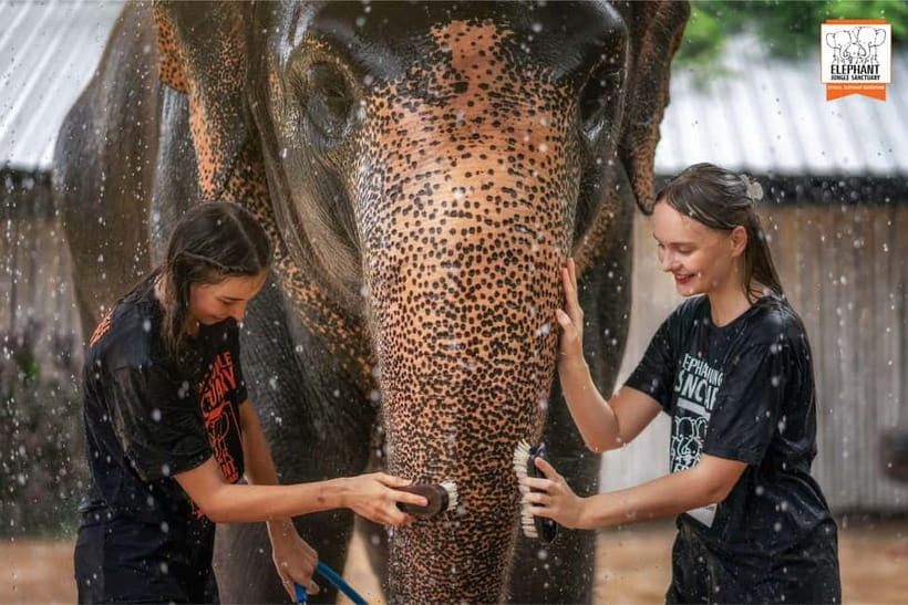 From Phuket: Elephant Jungle Sanctuary Feed and Shower Trip - Key things to know before you go