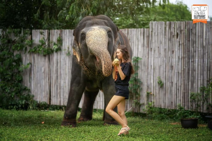 From Phuket: Elephant Jungle Sanctuary Feed and Shower Trip - The guide-led lesson on anatomy, behavior, and elephant history