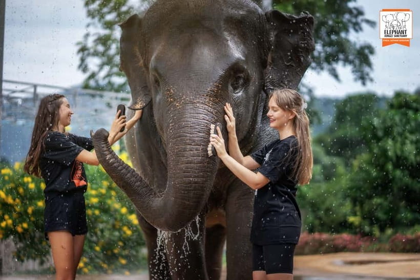 From Phuket: Elephant Jungle Sanctuary Feed and Shower Trip - How guides and the sanctuary team keep the experience safe and respectful