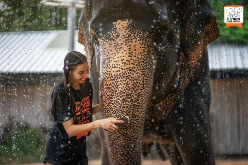 From Phuket: Elephant Jungle Sanctuary Feed and Shower Trip - Who this Phuket feed-and-shower trip suits, and who should skip it