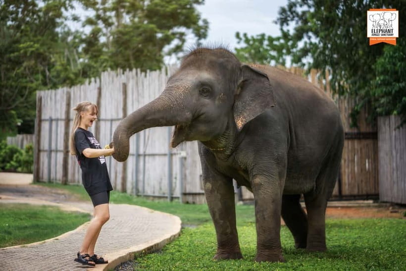 From Phuket: Elephant Jungle Sanctuary Feed and Shower Trip - Feeding time with fresh seasonal fruit and vegetables