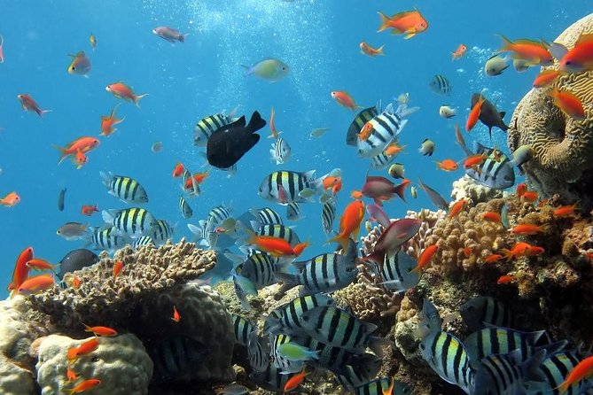 Full-Day Koh Phi Phi Scuba Diving Course from Phuket - Key Takeaways Before You Go