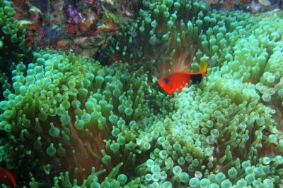 Full-Day Koh Phi Phi Scuba Diving Course from Phuket - The SSS Phuket Check-In: Gear Day, Not Guesswork