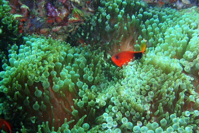 Full-Day Koh Phi Phi Scuba Diving Course from Phuket - The SSS Phuket Check-In: Gear Day, Not Guesswork