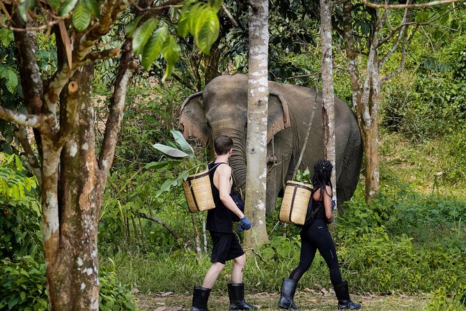 Full-Day Phuket Elephant Sanctuary Tour with Lunch and Dinner - Key things that make this Phuket elephant sanctuary tour worth your time