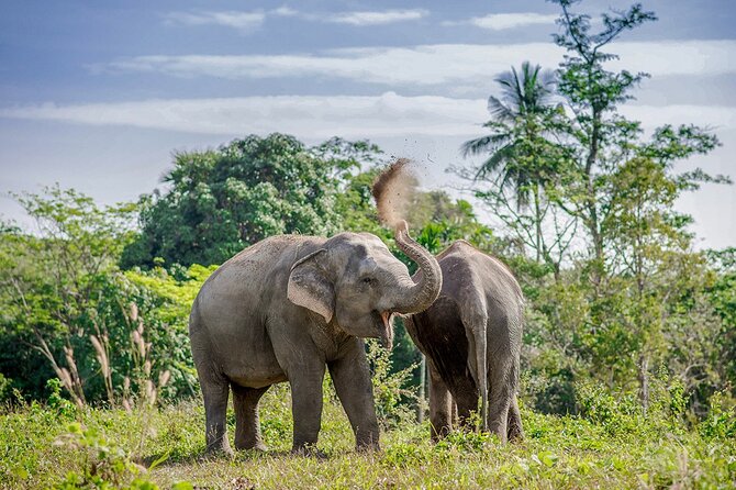 Full-Day Phuket Elephant Sanctuary Tour with Lunch and Dinner - Arriving at 9:30: Phuket pickups and a small-group pace
