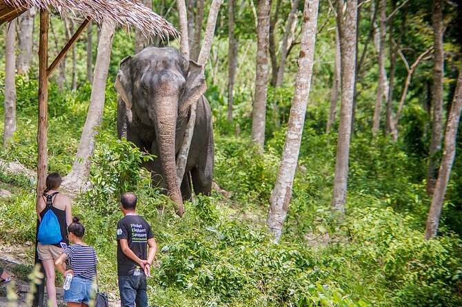 Full-Day Phuket Elephant Sanctuary Tour with Lunch and Dinner - Price and value: is $228.18 fair for a full-day sanctuary tour?