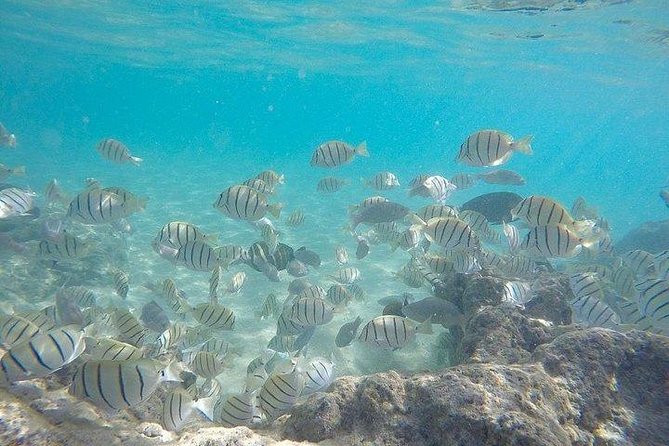 Full-Day Racha Noi and Racha Yai Snorkeling from Phuket - Racha Yai snorkel: where the water can feel more challenging