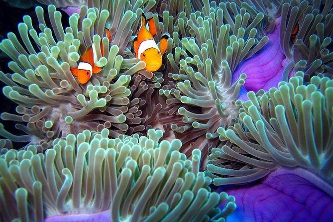 Full-Day Racha Noi and Racha Yai Snorkeling from Phuket - Price and value: is $104.28 a fair deal for this day?
