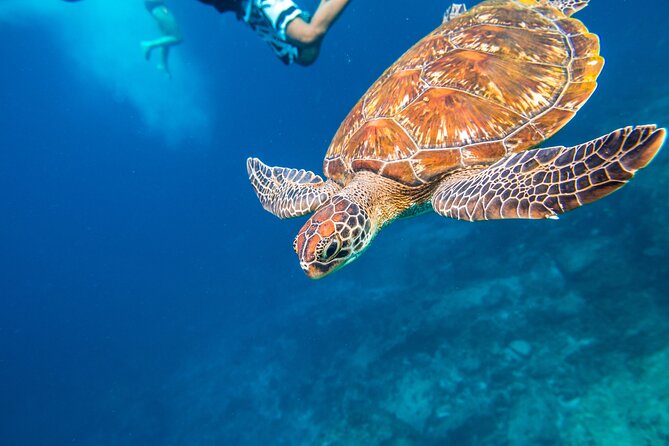 Full-day Tour to the Similan Islands by Speedboat from Khao Lak - Ko Miang (Similan Island 4): Thai buffet lunch that anchors the day