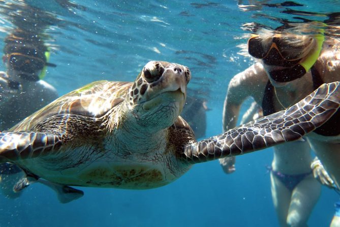 Full-day Tour to the Similan Islands by Speedboat from Khao Lak - Ko Hin Pousar (Similan Island 7): coral gardens and sea turtle spotting