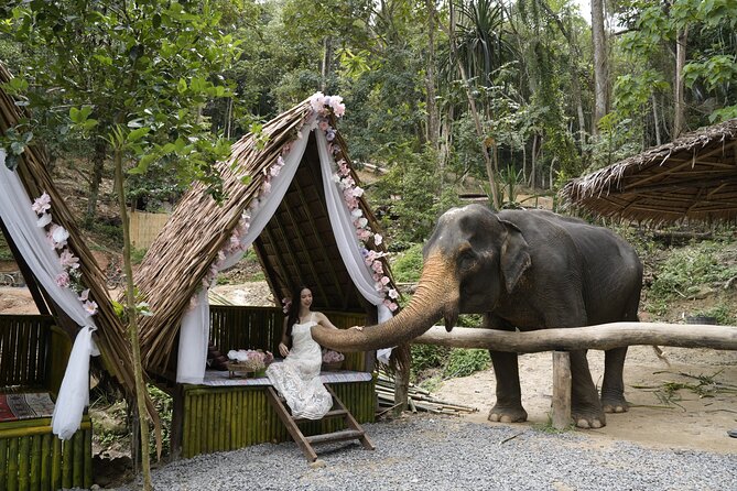 Half day with Elephants at Patong Elephant Hug （No ride No trick） - Key things I’d circle before you book