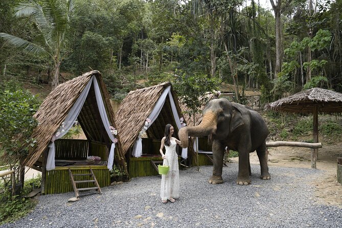 Half day with Elephants at Patong Elephant Hug （No ride No trick） - Patong Elephant Hug: a no-ride elephant day with real structure