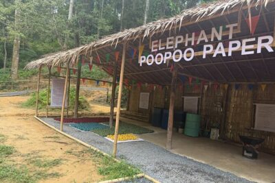 Half day with Elephants at Patong Elephant Hug （No ride No trick） - The three half-day packages: pick the one that matches your pace