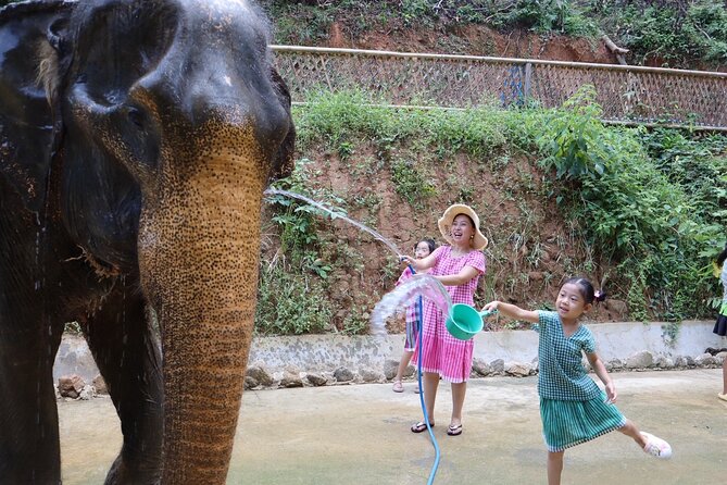 Half day with Elephants at Patong Elephant Hug （No ride No trick） - The elephant dung paper story (and why it’s more than a gimmick)