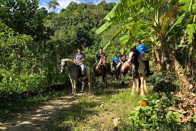Horseback Riding 1 hour trail - Horses and handling: calm, trained, and matched to you