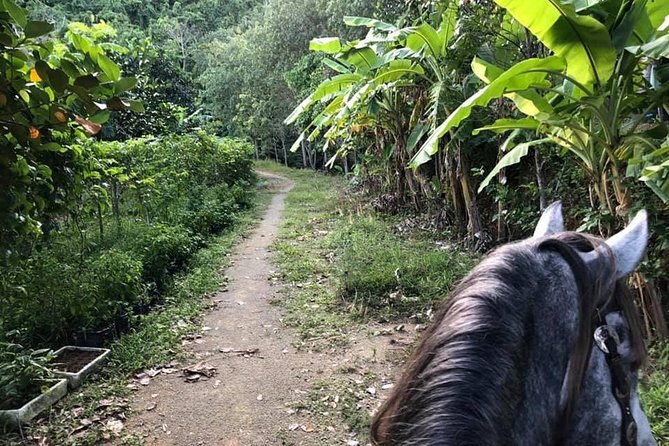 Horseback Riding 1 hour trail - Meeting point, timing, and how to plan your day